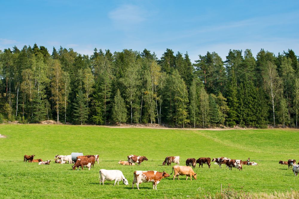 lehmat laitumella